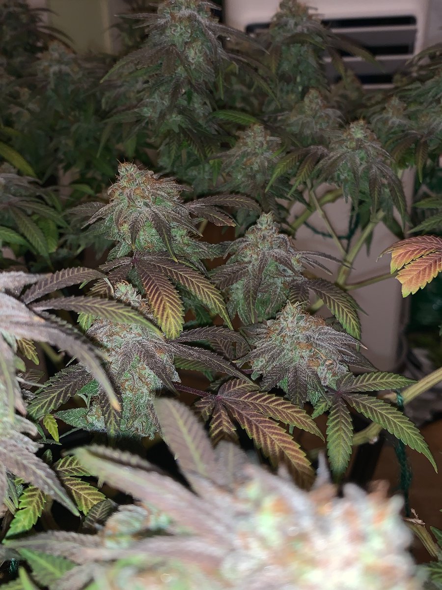 Restocktation's tweet image. Strain : SFV OG 
Breeder : the Cali connection 
Grown by me
Grown under : mammoth 8 bar 880w 2025 mint series + 2 UV bars 
Grown with mineral and organic nutrients.