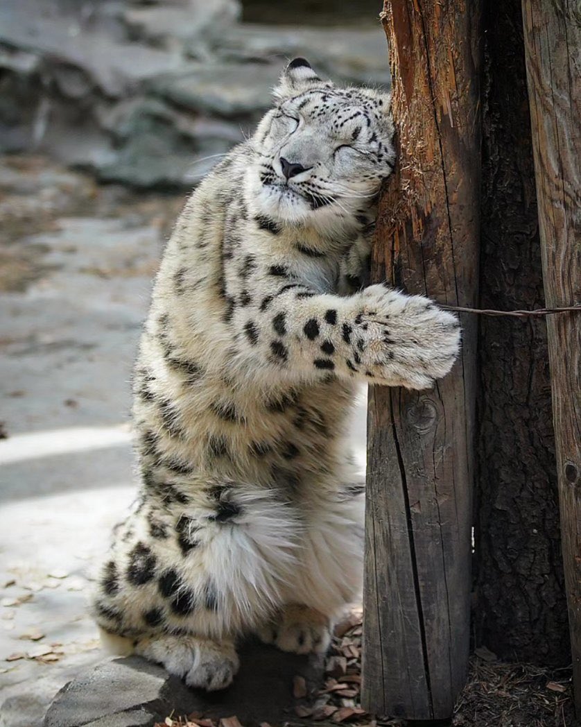 i could even learn how to love like you