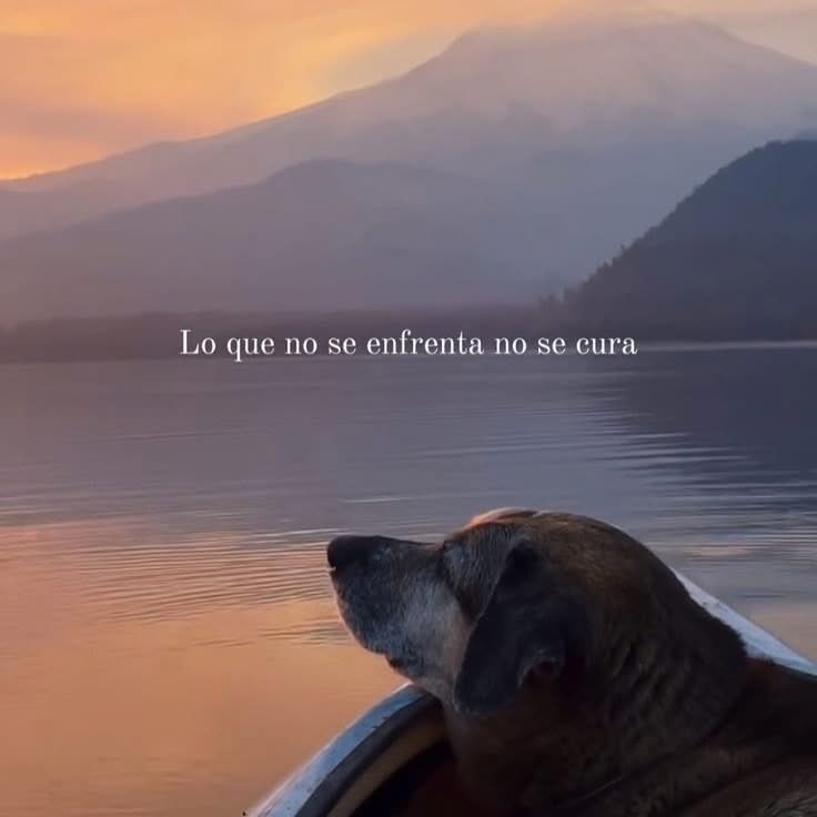 DiloConPerritos's tweet photo. https://t.co/AhttP3hQCt
