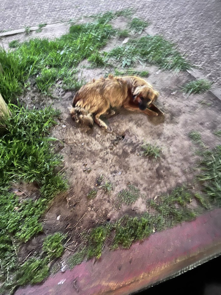 OMFA_Refugio's tweet photo. URGENTE. LO ATROPELLARON Y LO DEJARON TIRADO AHÍ. NO SE LEVANTA Y LLORA DE DOLOR 

Necesitamos ayuda para su atención. Ya está con nosotros 

✨Alias Mercado Pago: Omfamoreno 
✨Alias Banco Nacion: Omfitas 
✨PayPal: OrgMiFielAmigo 
✔️Cuentas a nombre de Yanina Dalinger https://t.co/PI4Bqu1KFC