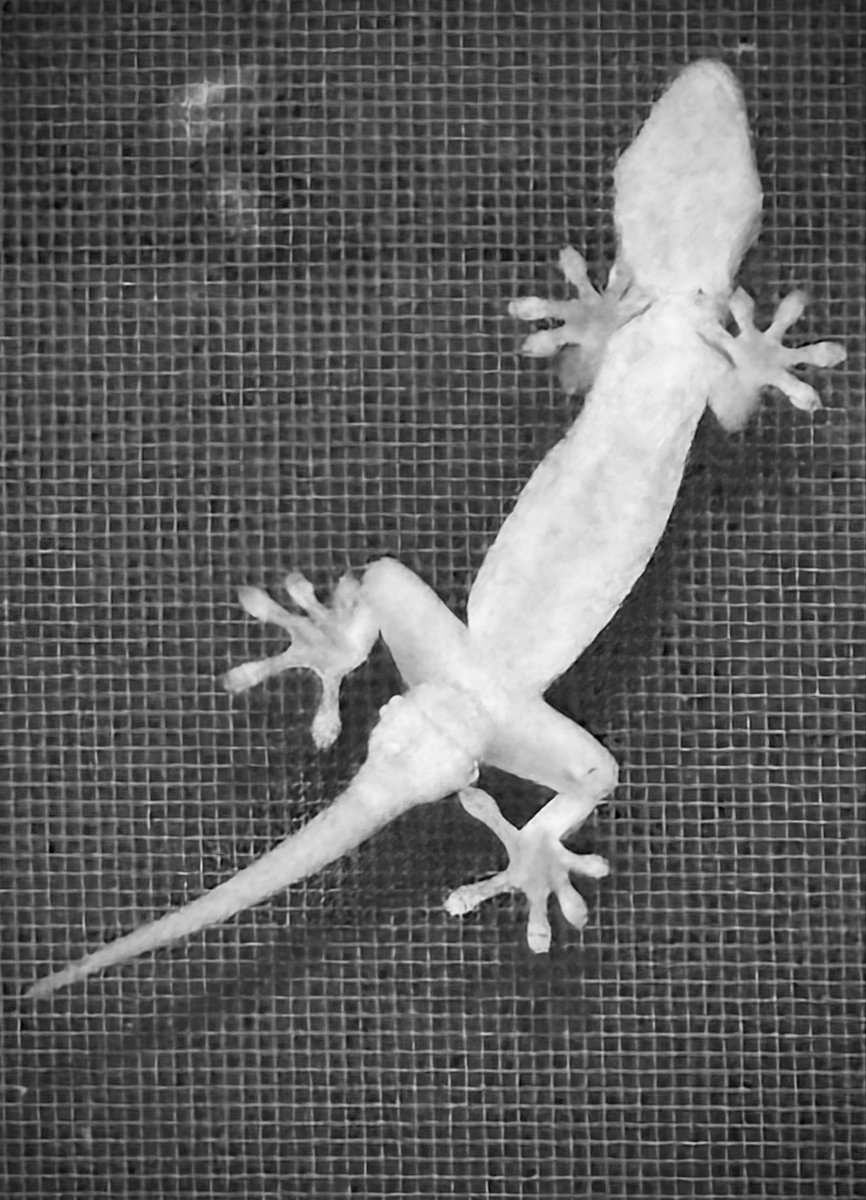 窓にヤモリが張りついていた。
生き物ではない。
黙ったまま、こちらの記憶の方を見ていた。

「おまえは今、どの世界にいる？」
問われた気がして、私は息を止めた。
#ヤモリ