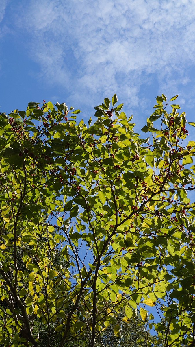 5RGqDpCgJqFjWDH's tweet image. 南無南無(-人-)…おや？🍒
目的地が二日続けて☀ってなかなか無いなぁ😑