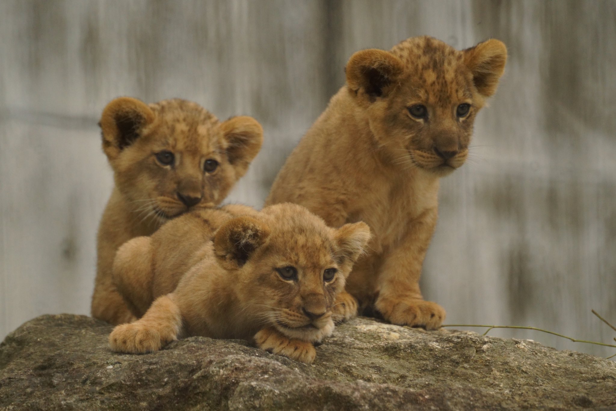 ライオン親子 ライオン親子公開5日目】再編集：「おだんご三姉妹」パパの