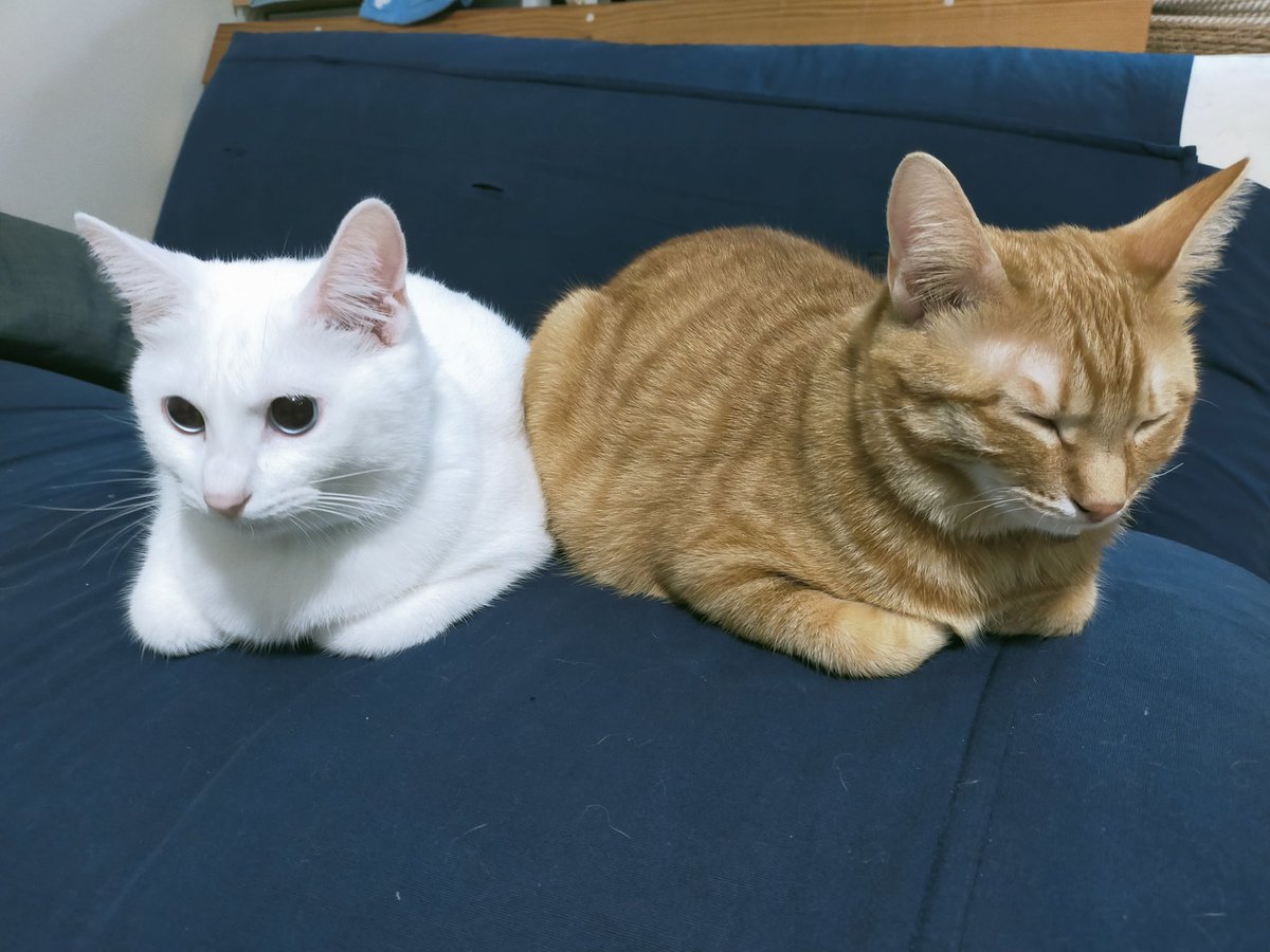 ReiRuna0513's tweet photo. 真ん中に入りたい😦

#保護猫 #ねこ #猫好きさんと繋がりたい https://t.co/UCO0gYe4SC