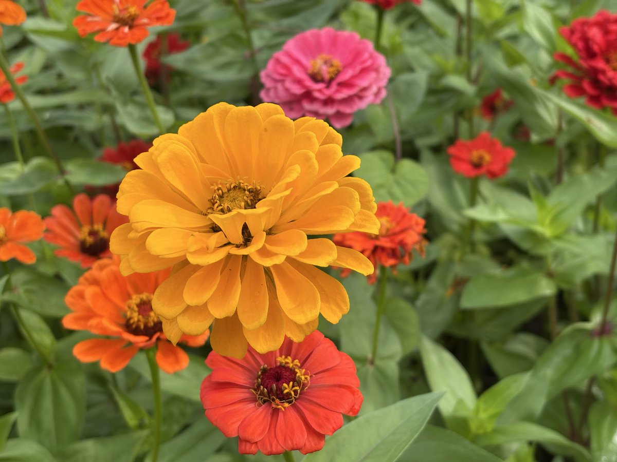 휴일 아침 산책길에서~~
백일홍 꽃 과의 만남!!!