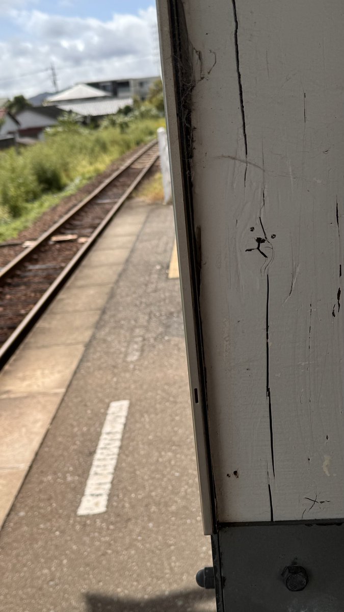 dcc3579's tweet photo. アザラシ？ https://t.co/54ZelkmtS0