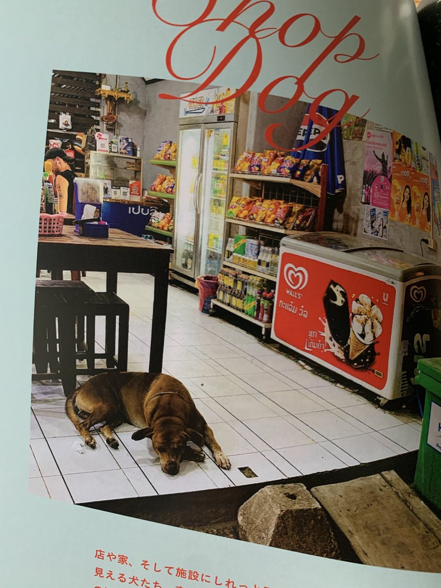 今日明日は個展後期です、よろしく！

さて会場の「はちみせ」では是非これを。
店主の土屋遊さんがラオスで集めた自由なノラの写真集。ボッサリした犬が好きな我々に刺さります。

文章や画角からうかがえる、犬たちへのまなざしも、とても良いのです。ネットでも買えます。

83s.shop/items/685facb5…