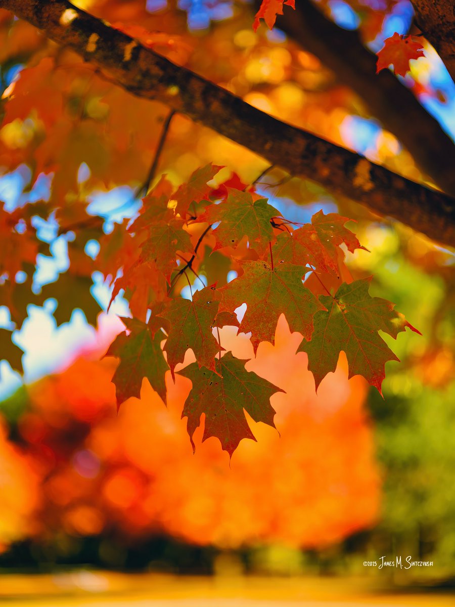 James Siatczynski (@jsiatczy) on Twitter photo Kensington Metropark, Milford, MI
<a href="/PureMichigan/">Pure Michigan</a> <a href="/MIMetroparks/">Metroparks</a> <a href="/OakGov/">Oakland County</a> <a href="/LivCoGov/">Livingston County</a> #kensingtonmetropark Kensington Metropark, Milford, MI
<a href="/PureMichigan/">Pure Michigan</a> <a href="/MIMetroparks/">Metroparks</a> <a href="/OakGov/">Oakland County</a> <a href="/LivCoGov/">Livingston County</a> #kensingtonmetropark