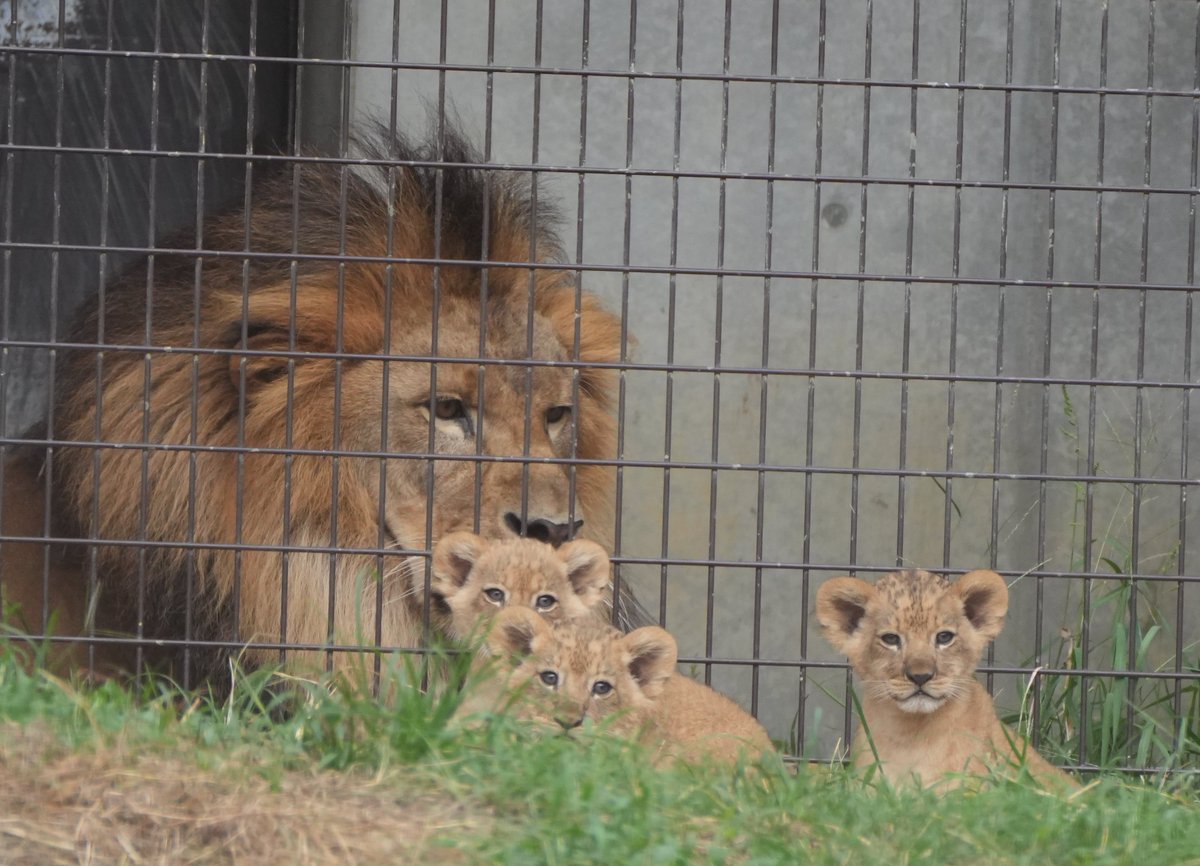 しばライオンページ しばライオンページ The day my Shiba Inu turned into a lion