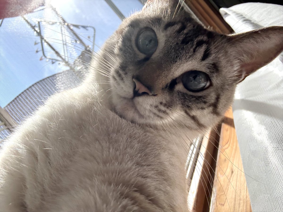 そら🐾 (@_sora0613_) / Posts / X