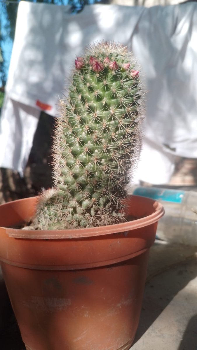 No es una planta del PvZ, es un cactus al que le salió una coronilla de flores, así que la dibuje como una muchacha en ese universo :)
#DigitalArtist #DigitalArt #ArtCommunity #pvzfanart #pvz