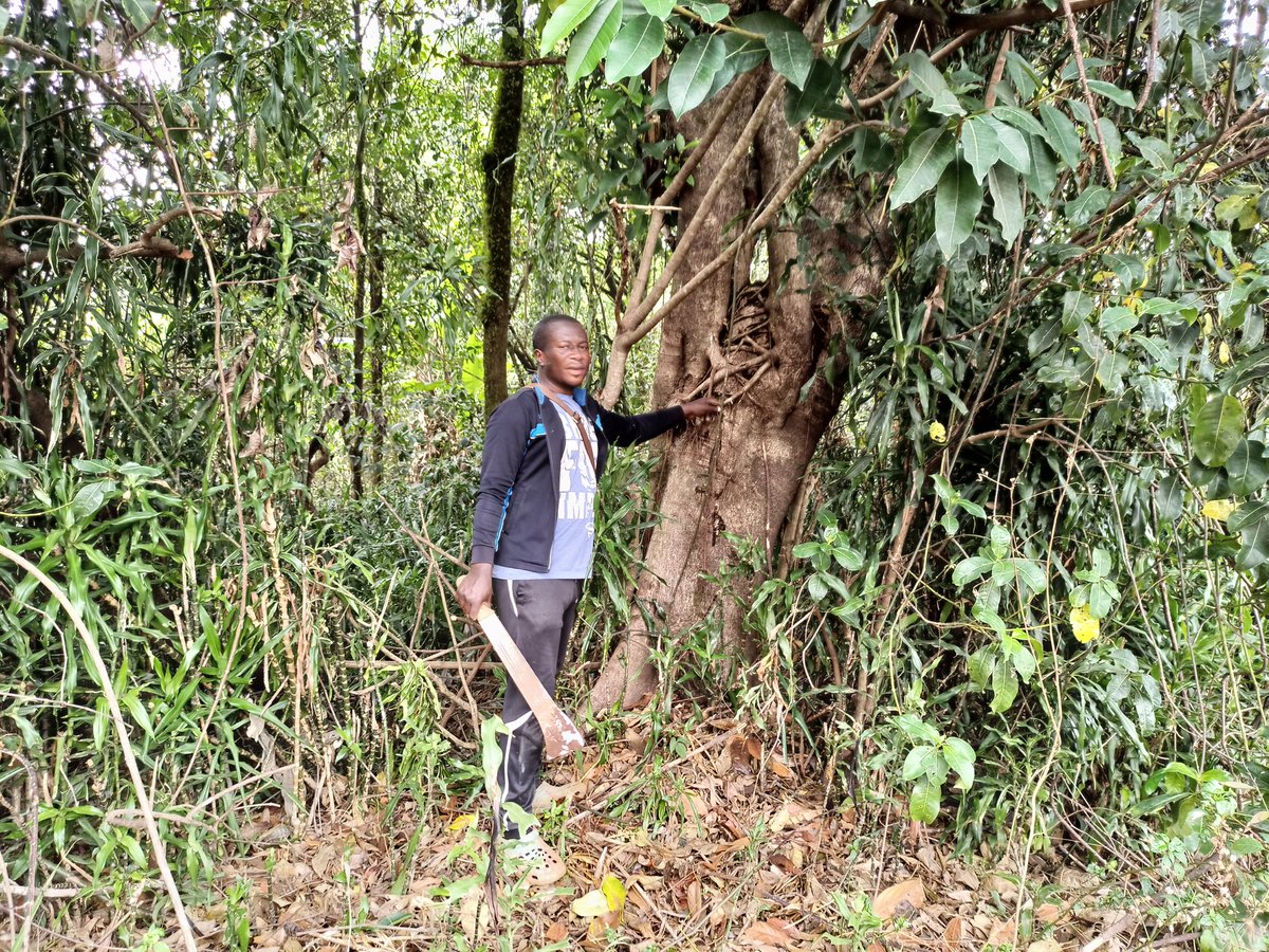 AbiluTangwa's tweet photo. Good morning humankind. Always remember the fact that We did not inherit mother earth. We only borrow it from the future generation. No to deforestation of the Amazon and Congo basin.Our trees/forest  are our major hopes now in climate action. https://t.co/tPvE0kDkMD