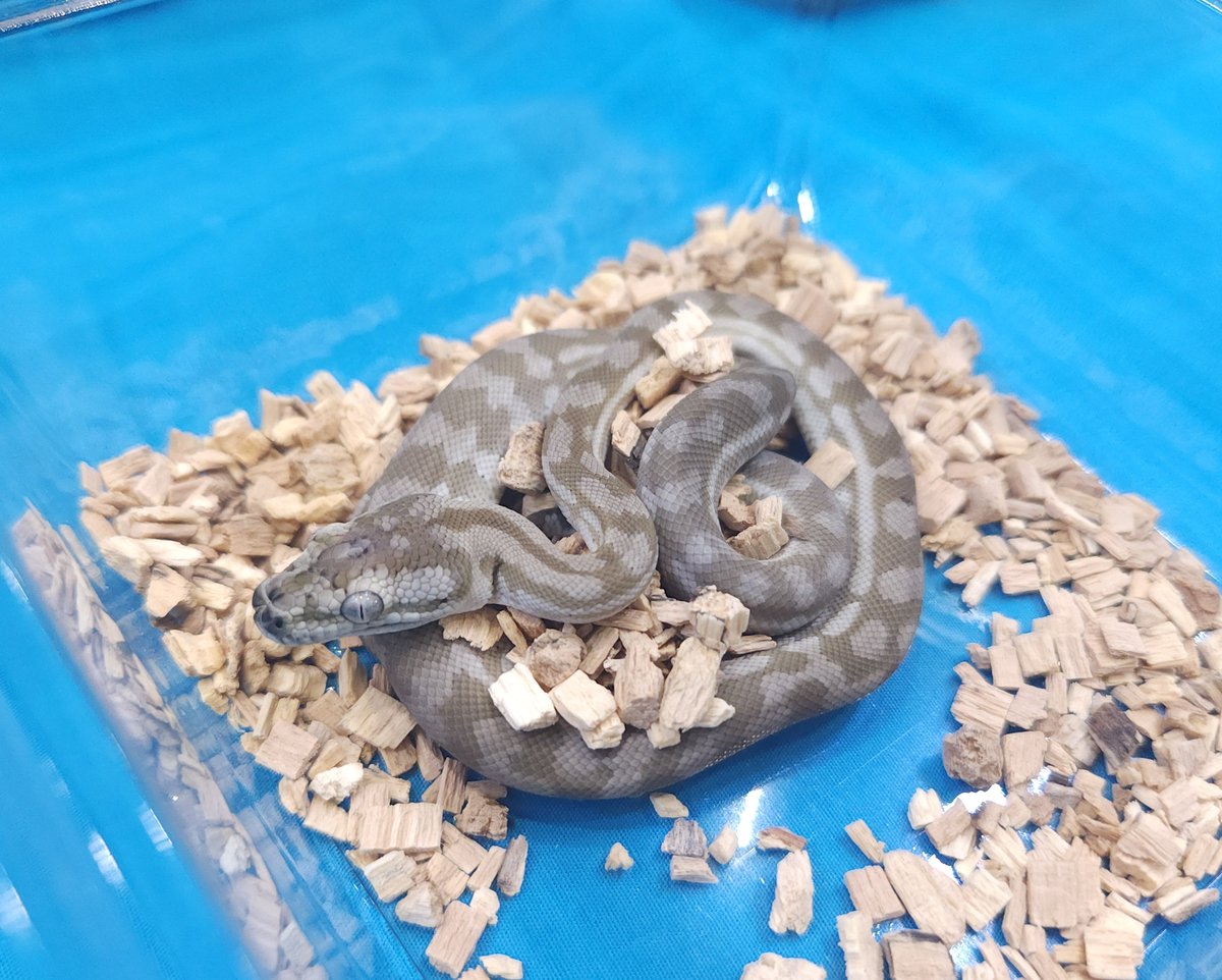 gyui_rock_esp's tweet image. スターパイソンからの新顔カーペットパイソン！
スーパーハイポアザン
えぐいっす！！！

#カーペットパイソン