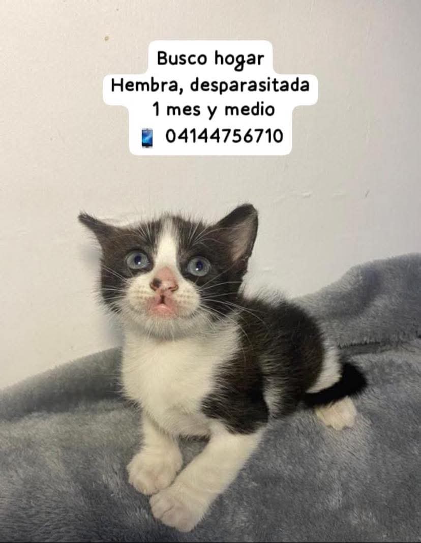 Está pequeñita busca un hogar responsable en Valencia, estado Carabobo