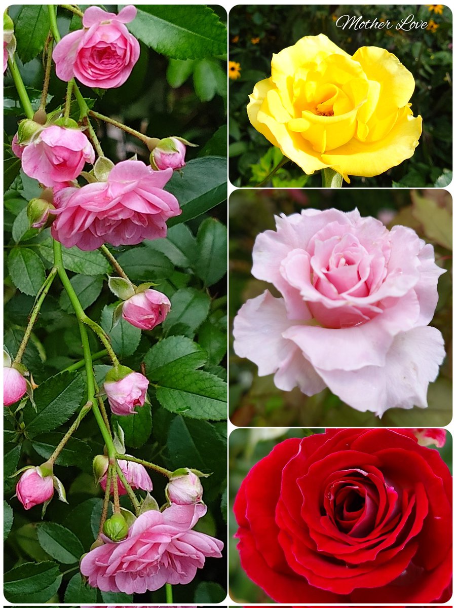 ’
秋薔薇が咲きそろってきました
　　
この素敵な季節が
駆け足で行ってしまいませんように　

　 𑁍𓂃 𓈒𓏸𑁍𓂃 𓈒𓏸𑁍𓂃 𓈒𓏸𑁍𓂃 𓈒𓏸𑁍
                                                                                 .