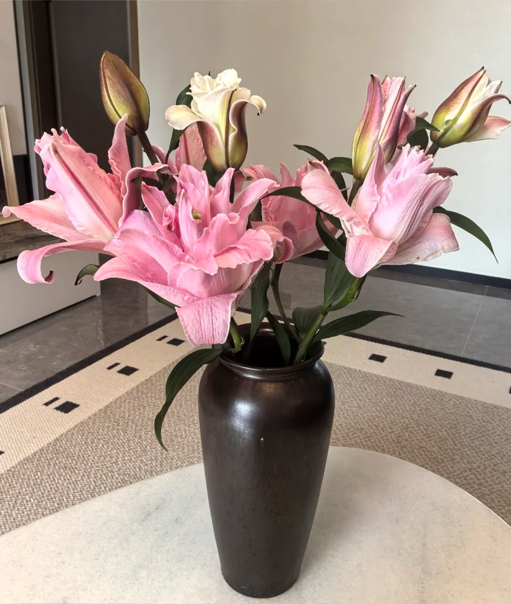 デイジー🌼清新さが朝露のように純粋💧