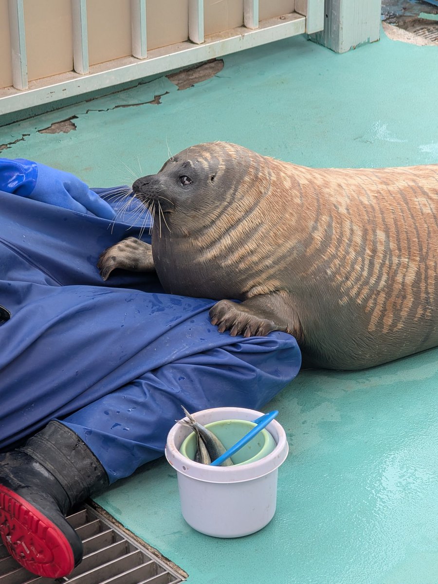 よいしょ
#アザラシ
#とっかりセンター
#ましろ