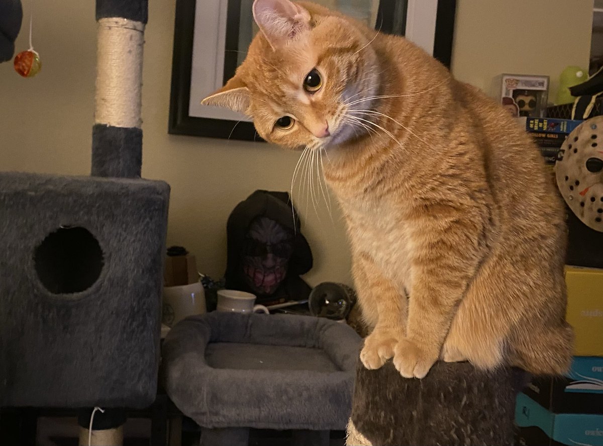 She really just thinks she can look at me with her head tilted and she’ll just get anything she wants. 

She’s right. But she doesn’t have to make a big deal about it.