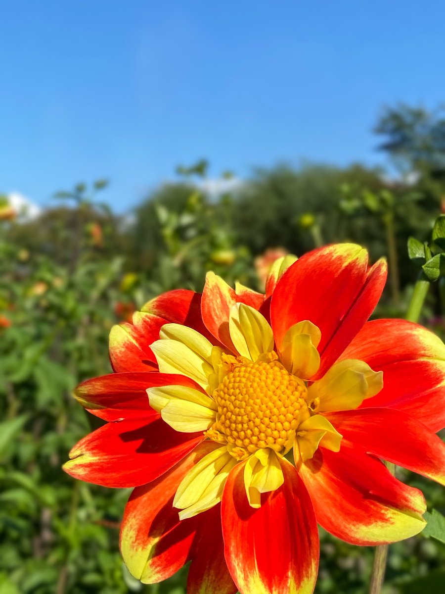 tabimuyan2nd's tweet image. #中年も花を愛でる
#flower
#川西ダリヤ園
#ダリヤ