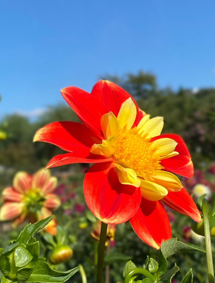 tabimuyan2nd's tweet image. #中年も花を愛でる
#flower
#川西ダリヤ園
#ダリヤ
