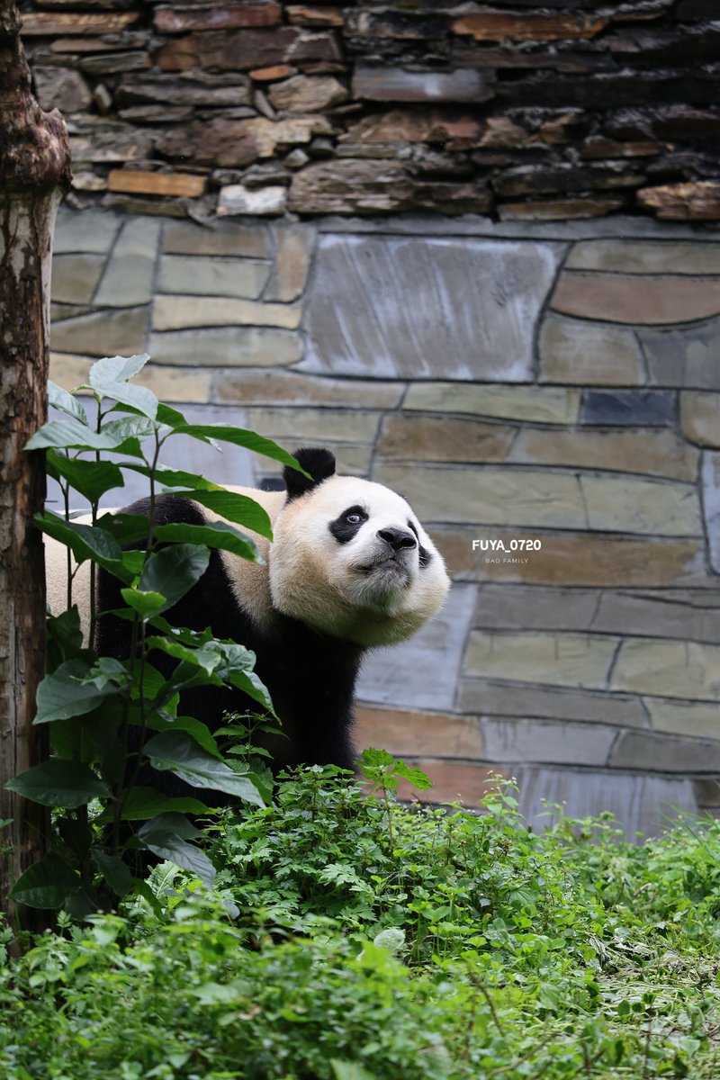 🐼💛 뭘 보데오 찌릿😒

#251018

#푸바오 #fubao #パンダ