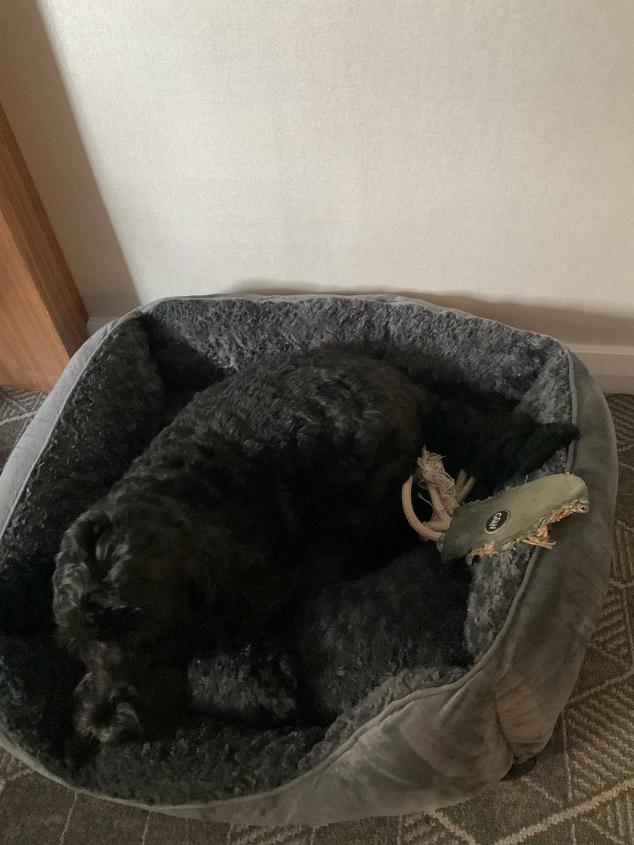 Dear <a href="/Marriott/">Marriott Hotels</a>, we are in your lovely hotel in Bristol (in the UK) and have our dog in one of your dog friendly rooms.  We have been given a form to sign which says that we cannot leave our dog alone in the room, but cannot take the dog to your restaurant to have breakfast!