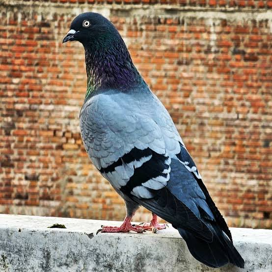 sajcasm_'s tweet image. Because of this mf -
> whole balcony is barbaad
> that guh guh sound is pathetic
> sparrows are scared and not seen
> AC outdoor is shit pot and Oyo for them
> that nest is trash
> chitthi se koi matlab nahi hai to us kaam ke liye bhi useless
> terrace pe inka kabza
>…