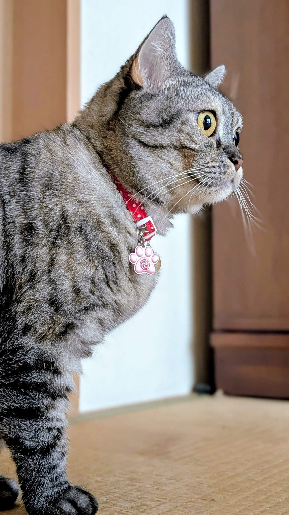 ねこさん  ねこさん⚡(ΦωΦ) on X: 