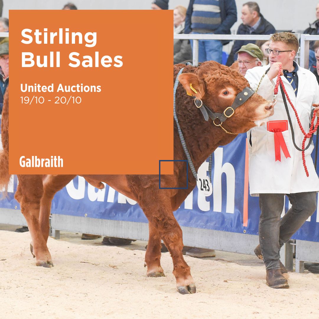 We hope everyone has a fantastic time attending this weekend's Stirling Bull Sales. 

The Galbraith team will be there so make sure to stop and say hello 🐂

#Galbraith | #BullSales | #UnitedAuctions