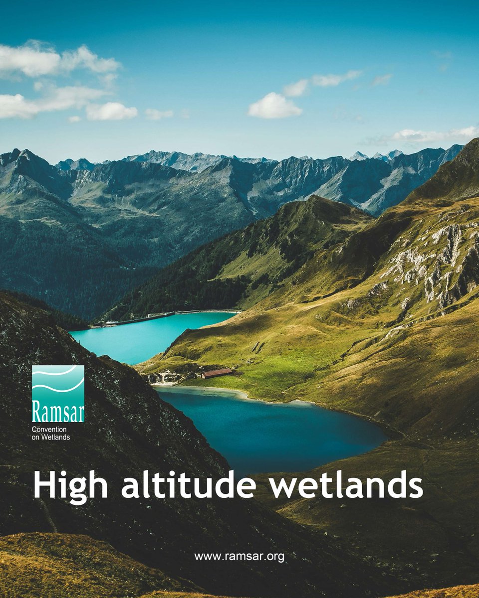 RamsarConv's tweet image. High-altitude wetlands (HAW) are critical for ensuring water, food, climate and livelihood security.
These ecosystems serve as vital habitats for migratory species and high-altitude biodiversity that rely on these HAW to complete their annual migration cycles.