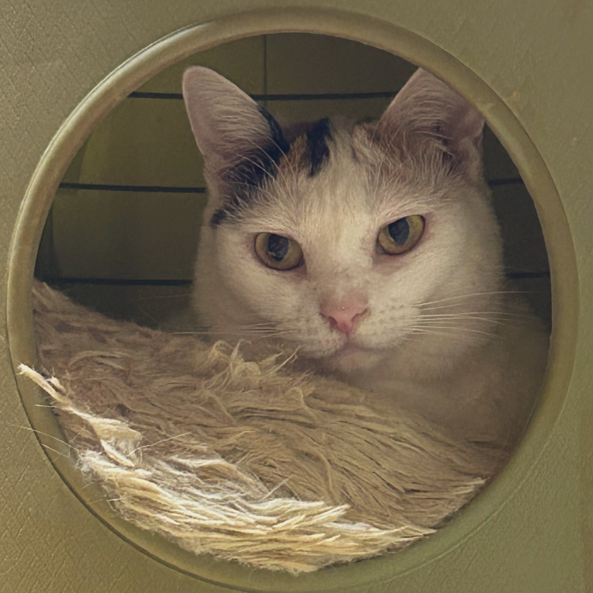 ✩ピノコ✩ᴺᴱᴷᴼ✩執事 on X: 