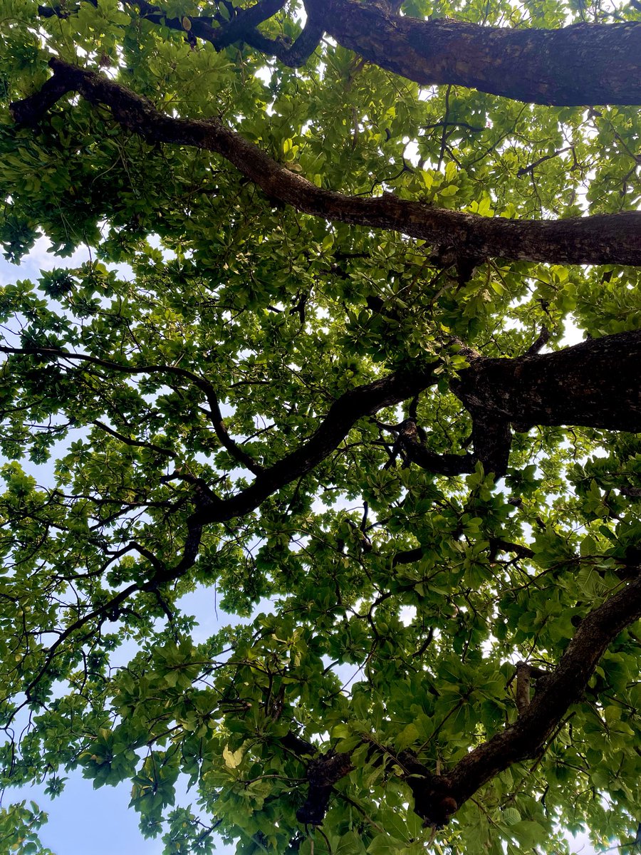 Jaymishra__001's tweet image. Sometimes looking at these trees can Heal every pain . ❤️🩹
#NaturePhotography #NatureLover #NatureBeauty #NatureTherapy #photography #nature #kashi #India #delhi