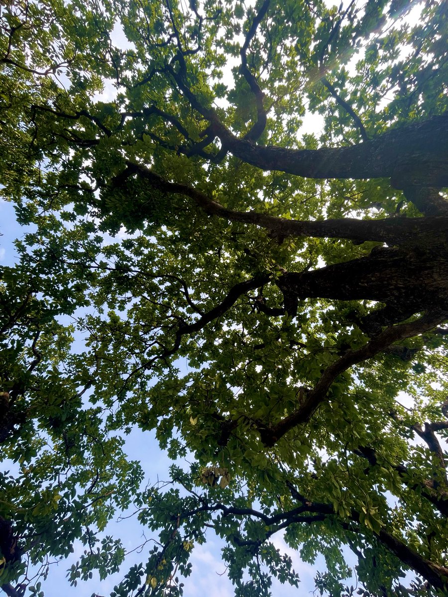 Jaymishra__001's tweet image. Sometimes looking at these trees can Heal every pain . ❤️🩹
#NaturePhotography #NatureLover #NatureBeauty #NatureTherapy #photography #nature #kashi #India #delhi