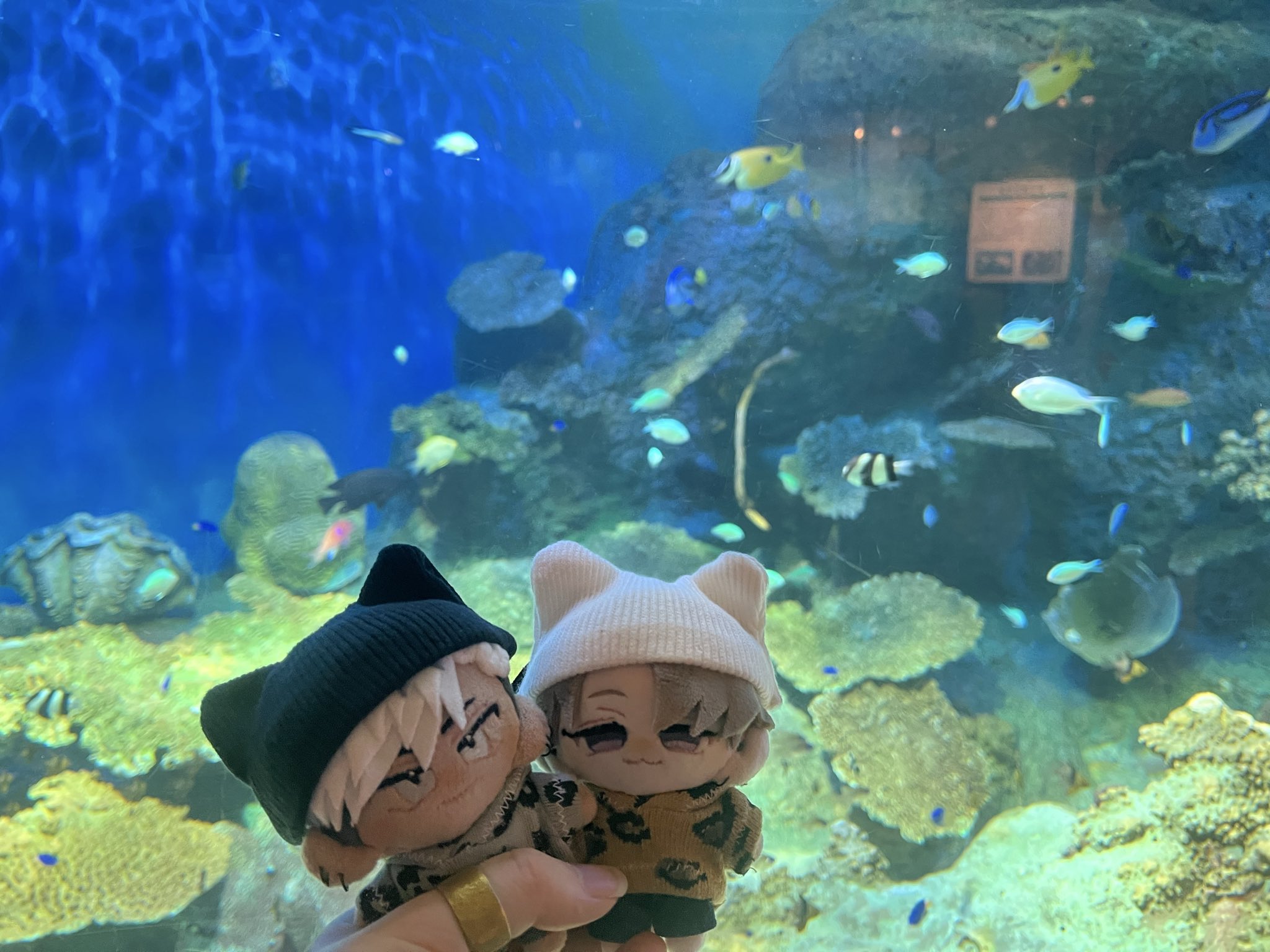 ❌水族館好き(❁ᴗ͈ˬᴗ͈)水族館の生き物 水族館だ！海のいきものとお魚が大集合♪海の生き物を見つけよう