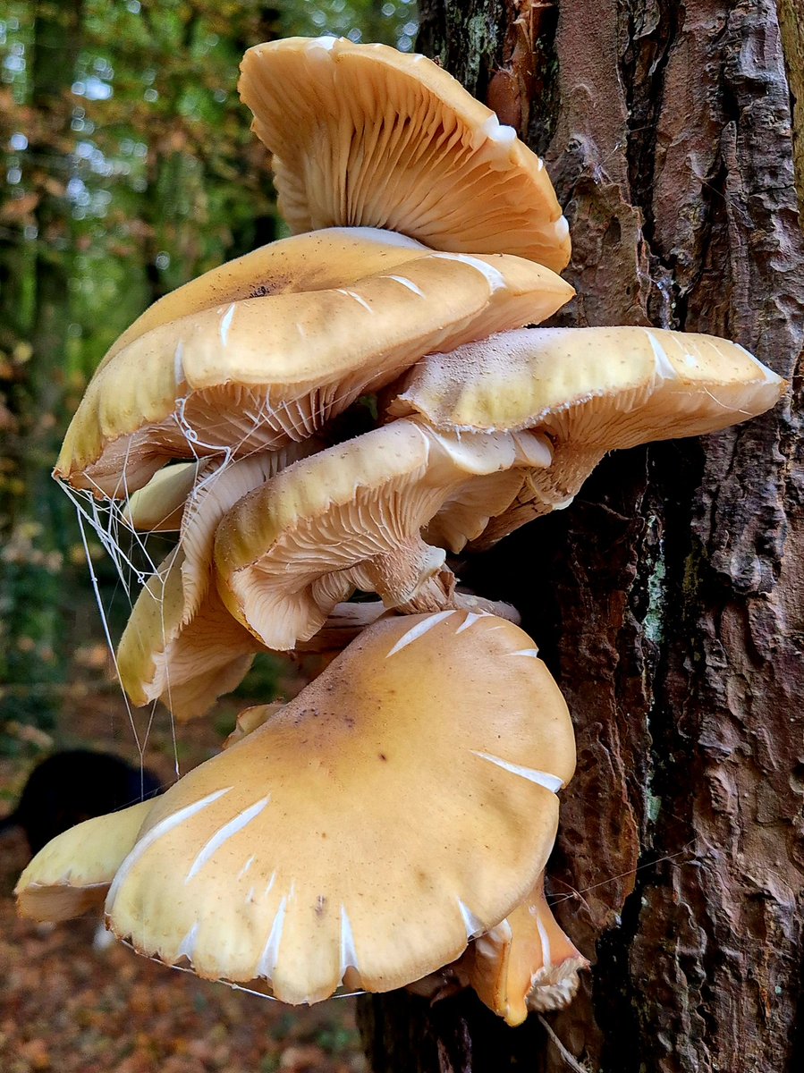 cormac_mcginley's tweet image. Honey Fungus (Armillaria mellea) mushrooms in abundance on the forest floor and on tree trunks this Autumn. 
County Clare, Ireland.