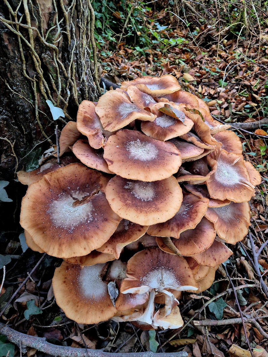 cormac_mcginley's tweet image. Honey Fungus (Armillaria mellea) mushrooms in abundance on the forest floor and on tree trunks this Autumn. 
County Clare, Ireland.