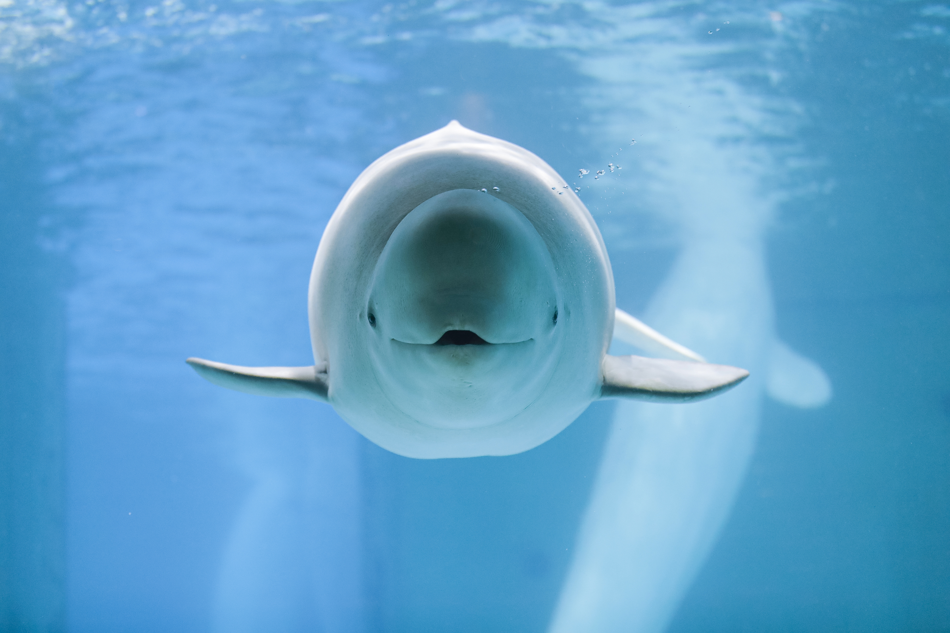 たるたる (@Fluorite9231mk2) / X