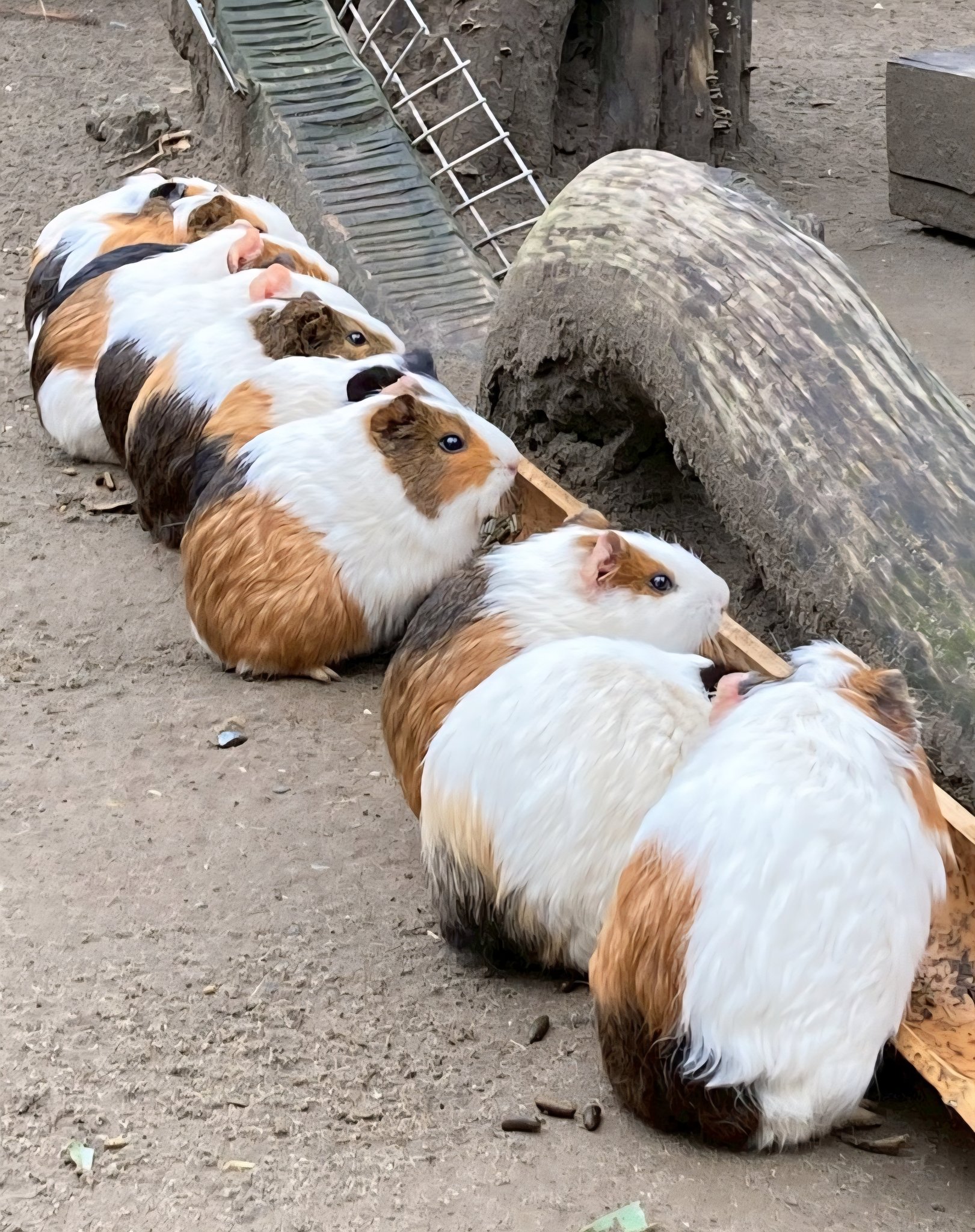 モルモット - Search / X