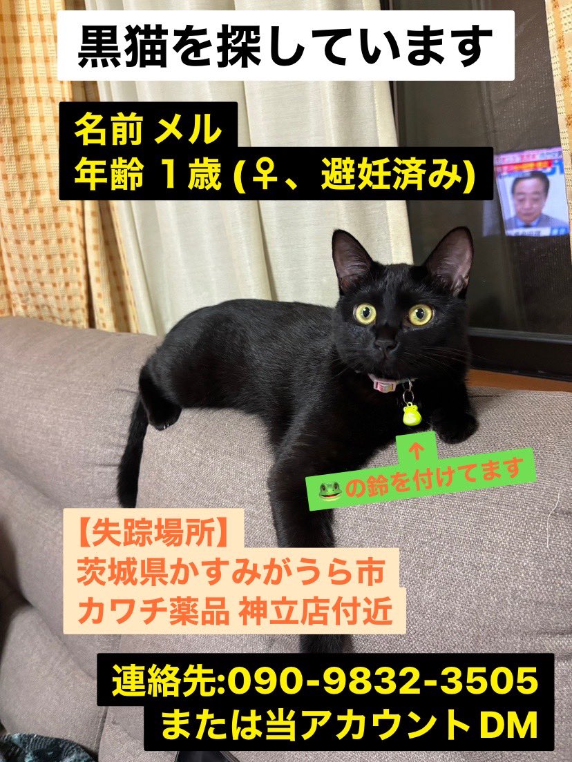 iewori's tweet image. すみません…この時に遊んだ実家の黒猫が家から逃げ出してしまったそうです…
茨城県の神立駅付近で似た子を見かけた方はご連絡いただけると幸いです。あまり人懐っこい子ではないと思います。
電話番号は父につながります。DMは解放してますのでこちらでも大丈夫です。
#拡散希望 #猫探してます