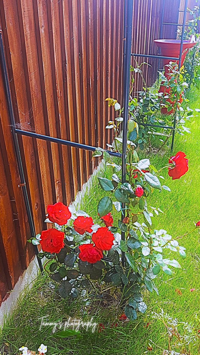 crisprcaramel's tweet image. Saturday, 18th October

Today's Daily Picture Theme is 'Ladder'
#DailyPictureTheme 

#ladder
A ladder I built for my climbing “Dublin” 🌹 🤍✨