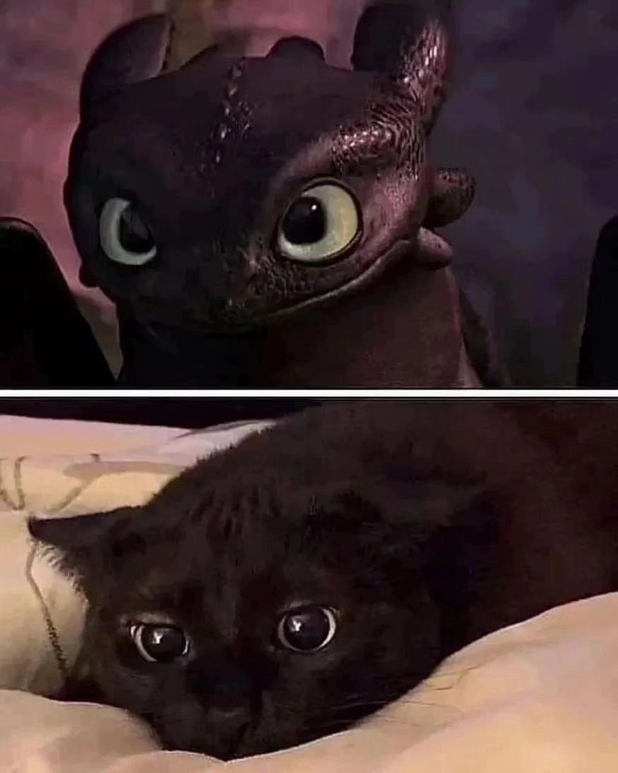 Black cats are not bad luck (@visualscat) on Twitter photo 
