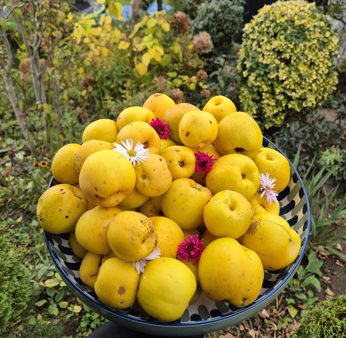 lovely_plot's tweet image. The sunniest bowl of quinces you’ve ever seen 🌞🥰
Collected on my parents&apos; plot in Poland - I think I need a quince tree myself! 😅
Fun fact: the word marmalade originally meant quince jam! 
It comes from marmelo, the Portuguese word for this gorgeous, aromatic fruit 😍