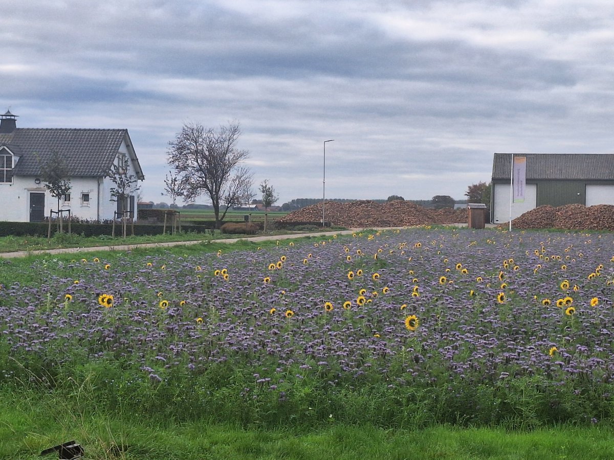 #cichorei #oogst2025 ligt klaar voor verlading naar <a href="/SensusAgro/">Sensus Agro</a> op de <a href="/GroeikrachtCo/">Groeikracht Cosun</a> inspiratieboerderij Dinteloord