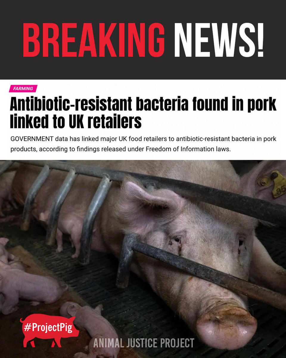 ajpReact's tweet image. 🔥 Thank you to the Pembrokeshire Herald - a locally-owned, independent newspaper, for having the courage to tell the truth.
Read their coverage here: pembrokeshire-herald.com/124555/antibio…
#ProjectPig #SuperbugsInTheSystem