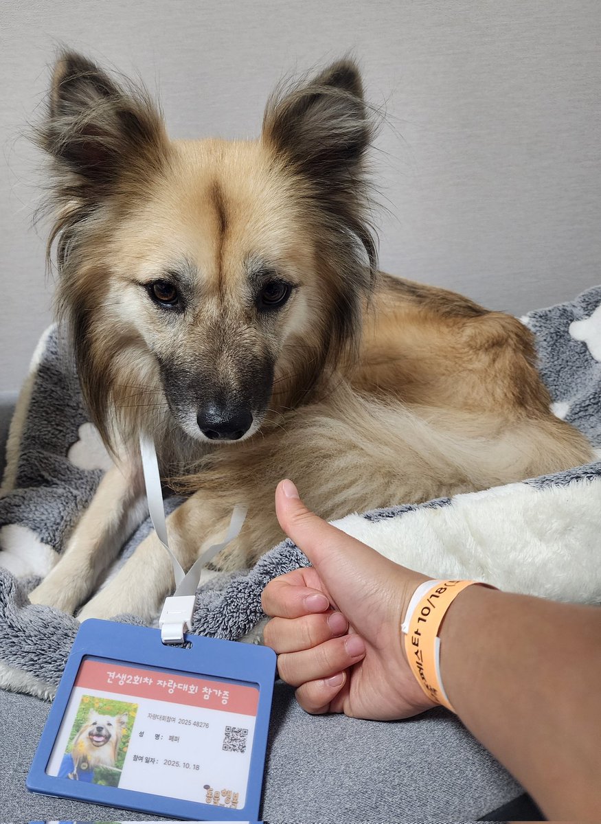 기다려대회 4등한 강얼쥐

언제 이렇게 컸대🥹 낯선 곳, 낯선 사람 많은 곳에서 차분히 기다리기도 잘 하고, 모르는 사람이 인사하는 것도 엄청 잘 받아주고, 산책도 잘하고 아주 멋져!

#동그람이 #동물행복페스타