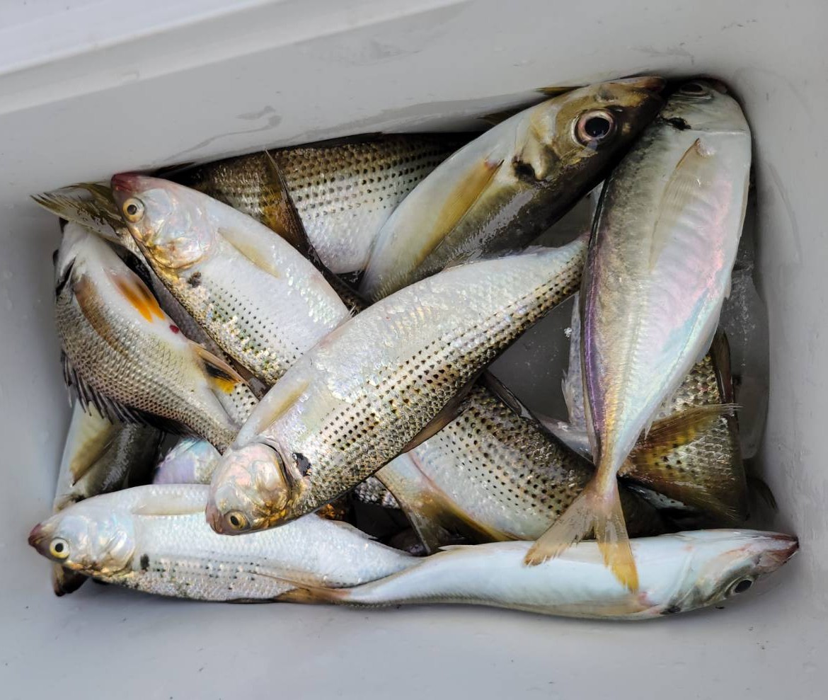 D-marina【公式】横浜・東京湾のレンタルボート on X