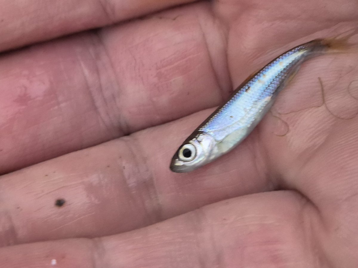 Moriaokaeru86 (@morikaeru86) on Twitter photo 