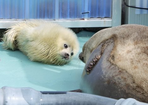 惜しくも予選落ちした写真😆

#よう
#月
#とっかりセンター
#西紋写真部