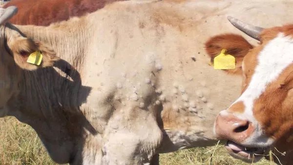 🚜🎙️📻  𝗘𝗹 𝗗𝗲𝗽𝗮𝗿𝘁𝗮𝗺𝗲𝗻𝘁𝗼 𝗱𝗲 𝗔𝗴𝗿𝗶𝗰𝘂𝗹𝘁𝘂𝗿𝗮 𝗱𝗲 𝗖𝗮𝘁𝗮𝗹𝘂𝗻̃𝗮 𝗵𝗮 𝗱𝗲𝘁𝗲𝗰𝘁𝗮𝗱𝗼 𝘂𝗻 𝗻𝘂𝗲𝘃𝗼 𝗰𝗮𝘀𝗼 𝗱𝗲 𝗱𝗲𝗿𝗺𝗮𝘁𝗼𝘀𝗶𝘀 𝗻𝗼𝗱𝘂𝗹𝗮𝗿 𝗰𝗼𝗻𝘁𝗮𝗴𝗶𝗼𝘀𝗮 𝗲𝗻 𝘂𝗻𝗮 𝗲𝘅𝗽𝗹𝗼𝘁𝗮𝗰𝗶𝗼́𝗻 𝗰𝗼𝗻 𝟭𝟱𝟭 𝘃𝗮𝗰𝗮𝘀, 𝗱𝗲 𝗹𝗮𝘀