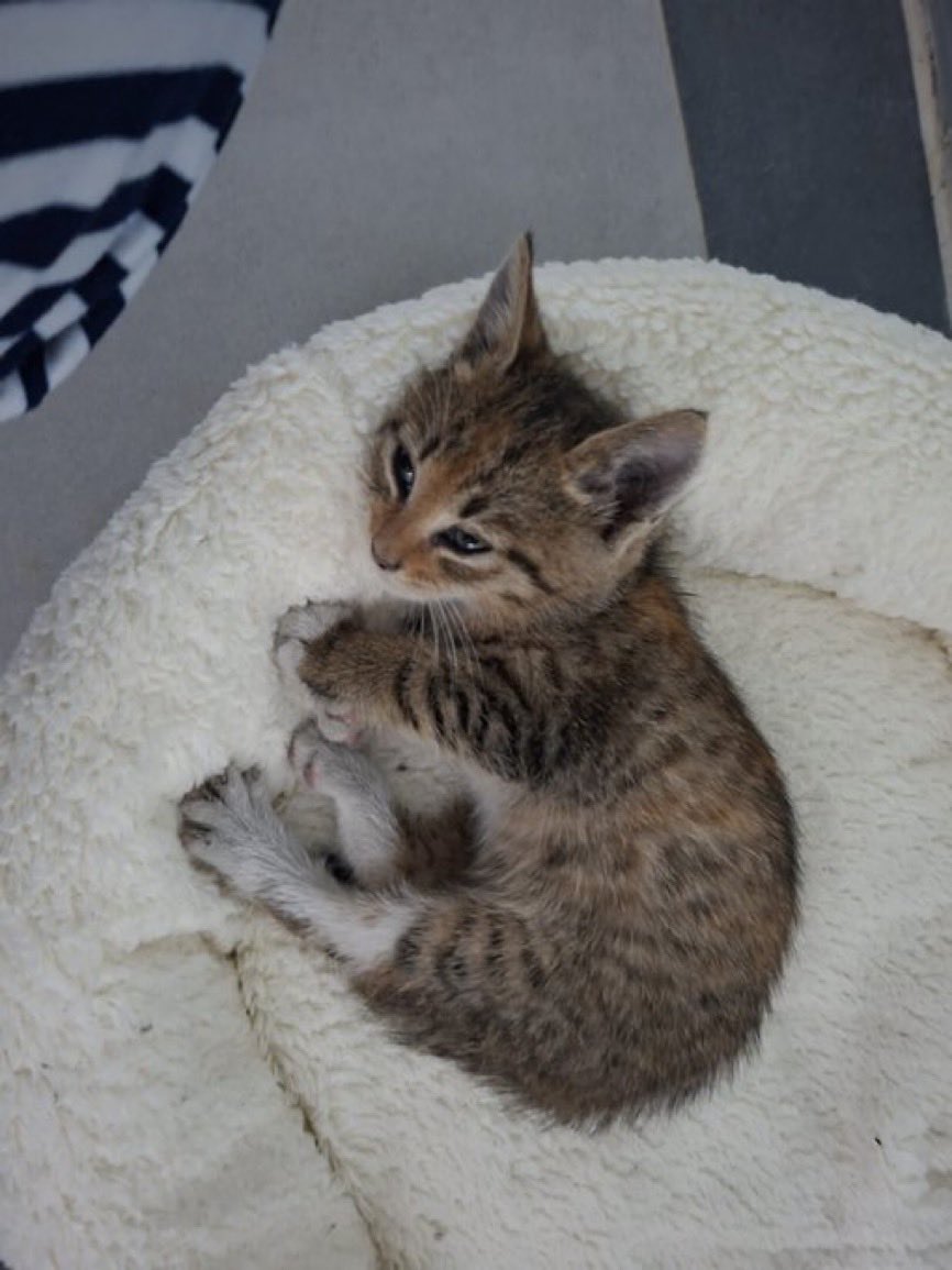 Yuva aranıyor 🐾

Yurtta bakılan dişi yavru kedi, bazı öğrencilerin şikayeti nedeniyle barınağa gönderilebilir. Çok oyuncu ve sevecen.  
Ona kalıcı bir yuva arıyoruz. Sahiplenmek isteyenler ulaşabilir. İletişim: <a href="/8numarasya/">a</a>